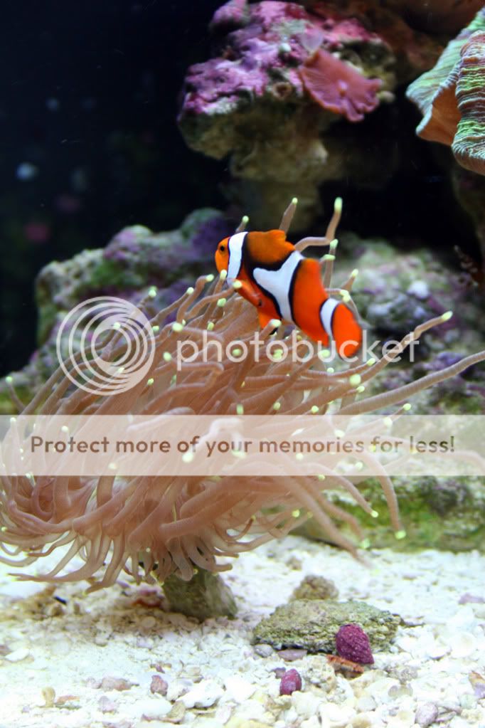 true percula clownfish The Reef Tank