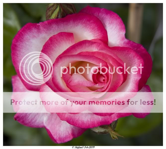 Fotografie