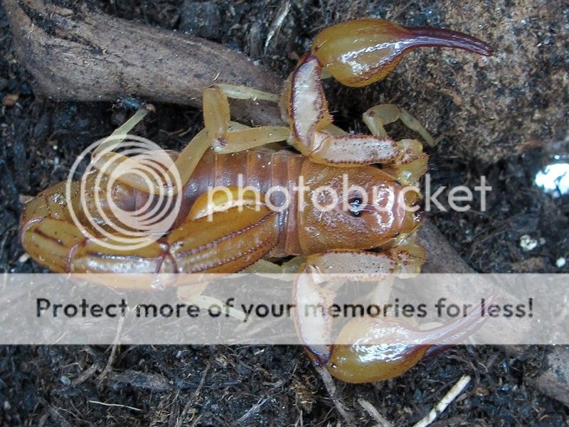 Hadruroides cf.mauryi adult male from about 3000m a.b.s.l. in Peru