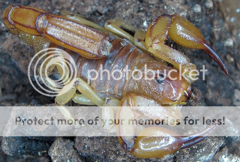 Hadruroides cf.mauryi adult female