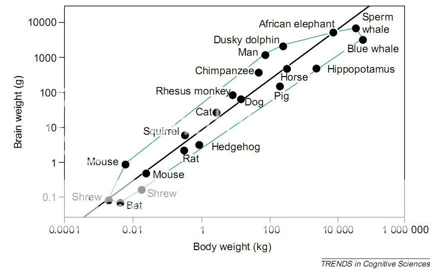 Brain Weight Vs. Body Weight Photo by skepticenc Photobucket